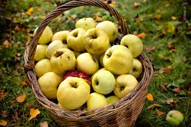 антоновские яблоки