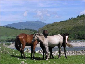 Породы лошадей: особенности и характеристики