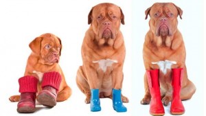 Обувь для собак: нужна ли и как выбрать?
