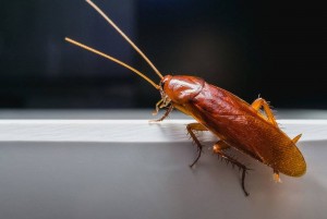 Дезинсекция тараканов: причины довериться специалистам