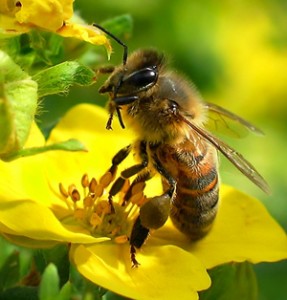 Пчелиный крем