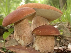 Приготовление грибов и типичные ошибки