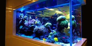 Как ухаживать за промышленным аквариумом?